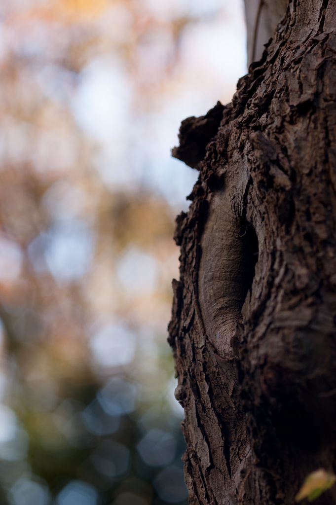D700_1410
