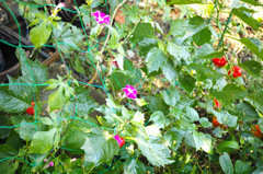 DP3M0261