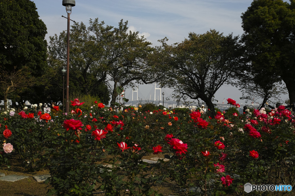 DP2M0016-1