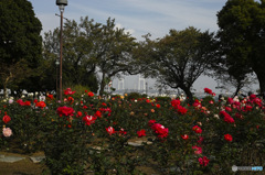 DP2M0016-1