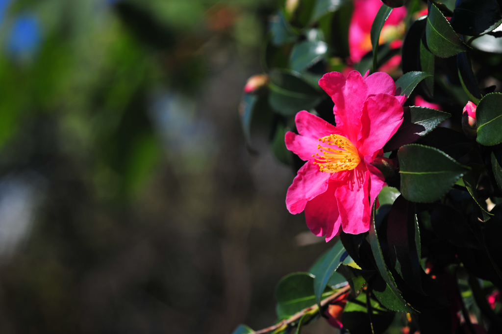 D700_1405