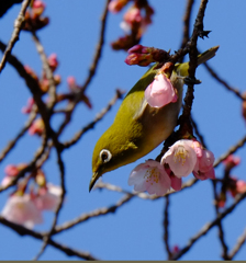 桜とメジロ