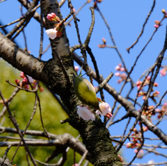 桜とメジロ