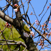桜とメジロ