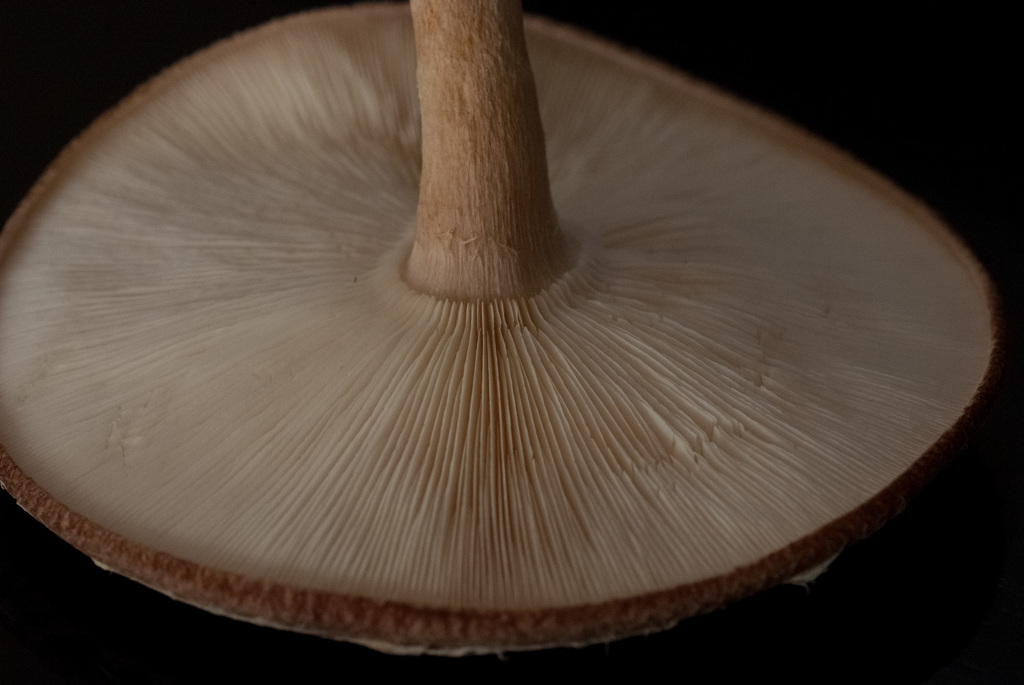 椎茸