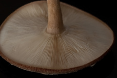 椎茸
