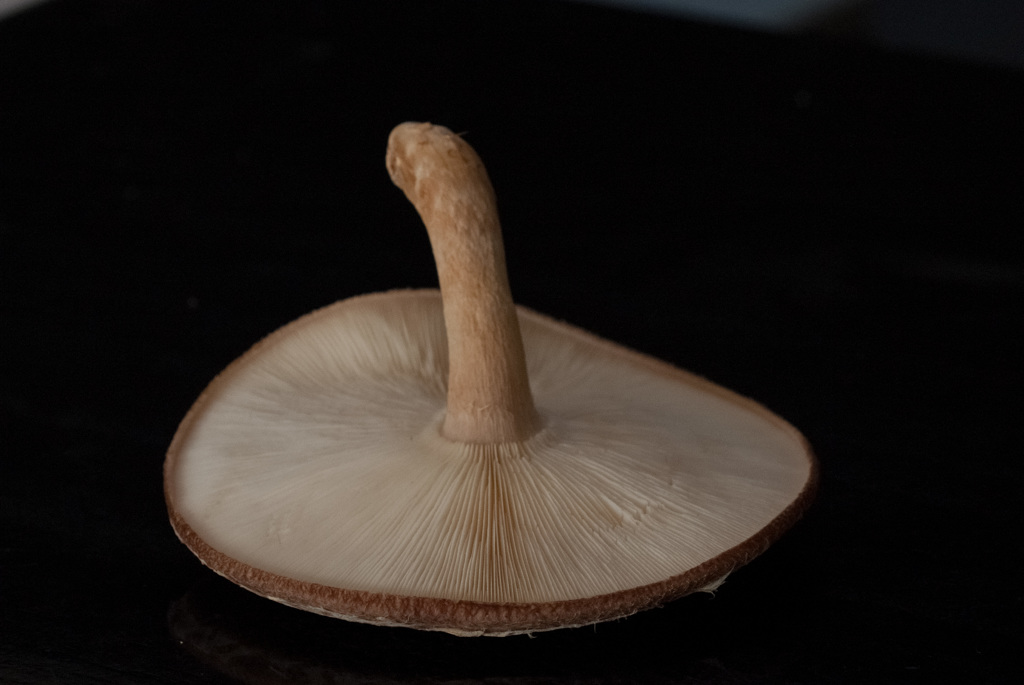 椎茸