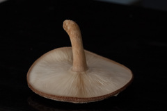 椎茸