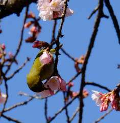 桜とメジロ