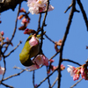桜とメジロ