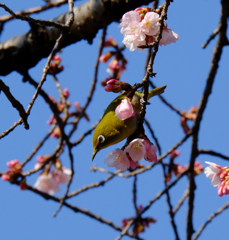 桜とメジロ
