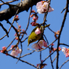 桜とメジロ
