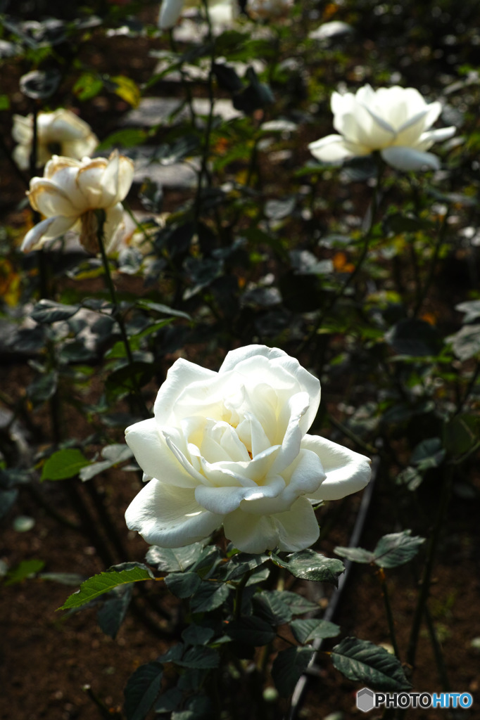 DP3M0499