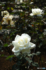 DP3M0499