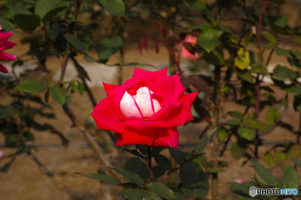 DP3M0486-