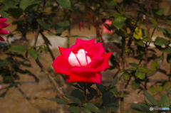 DP3M0486-