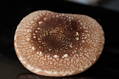 椎茸