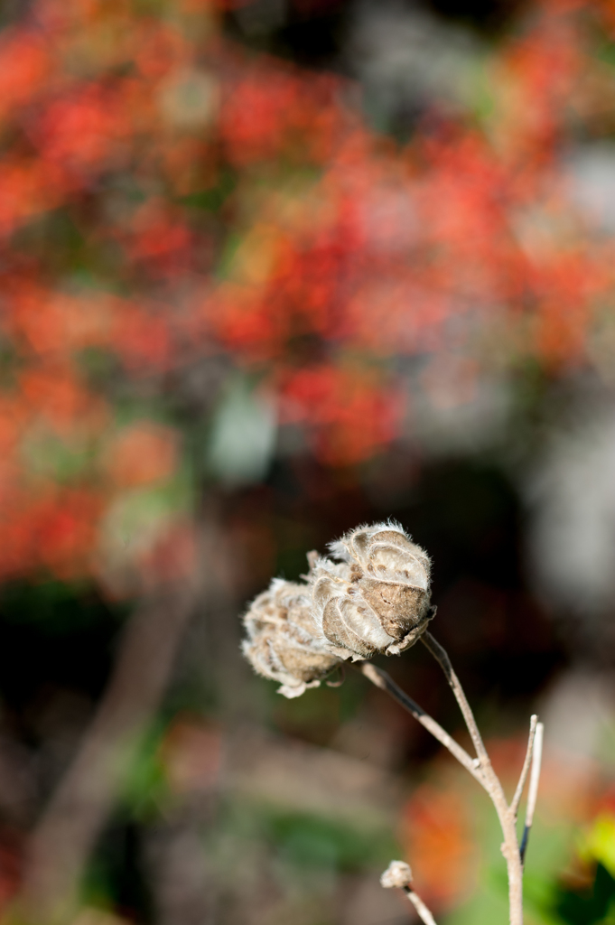 D700_1376