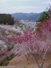 青梅の記憶