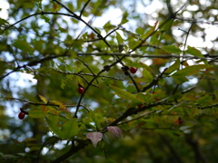 P1040098