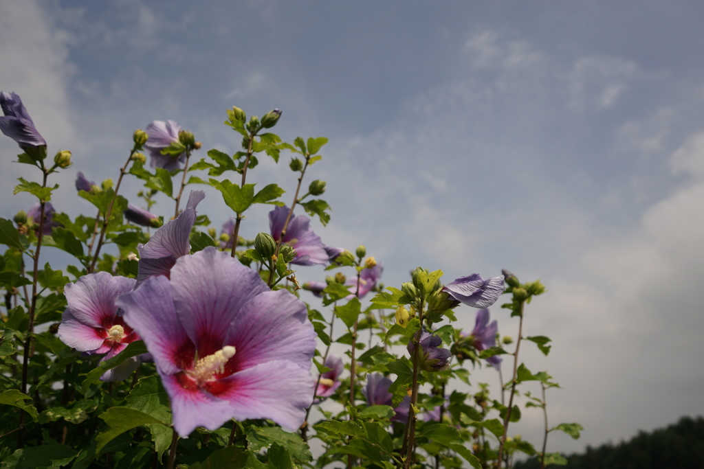 夏だ