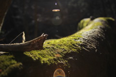 苔と光