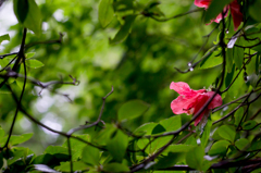 雨上がりの山の華