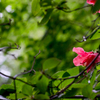 雨上がりの山の華