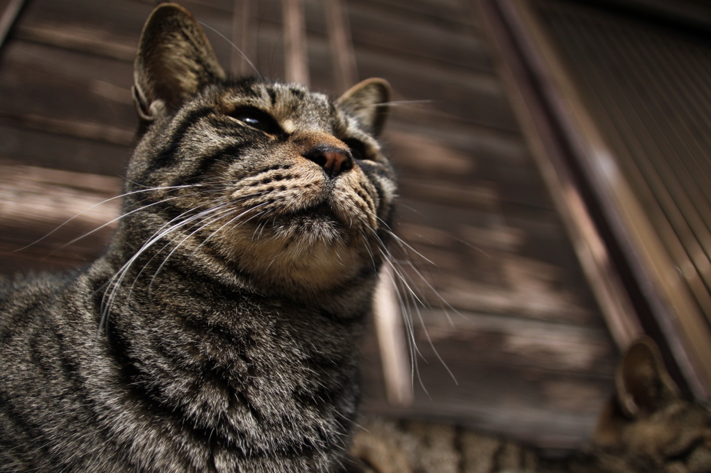 凛々しい猫