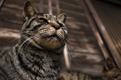 凛々しい猫