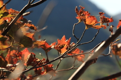 紅葉が楽しみ