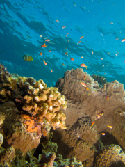 水納島の珊瑚礁
