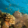 水納島の珊瑚礁