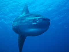 念願のマンボウに…