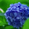 紫陽花