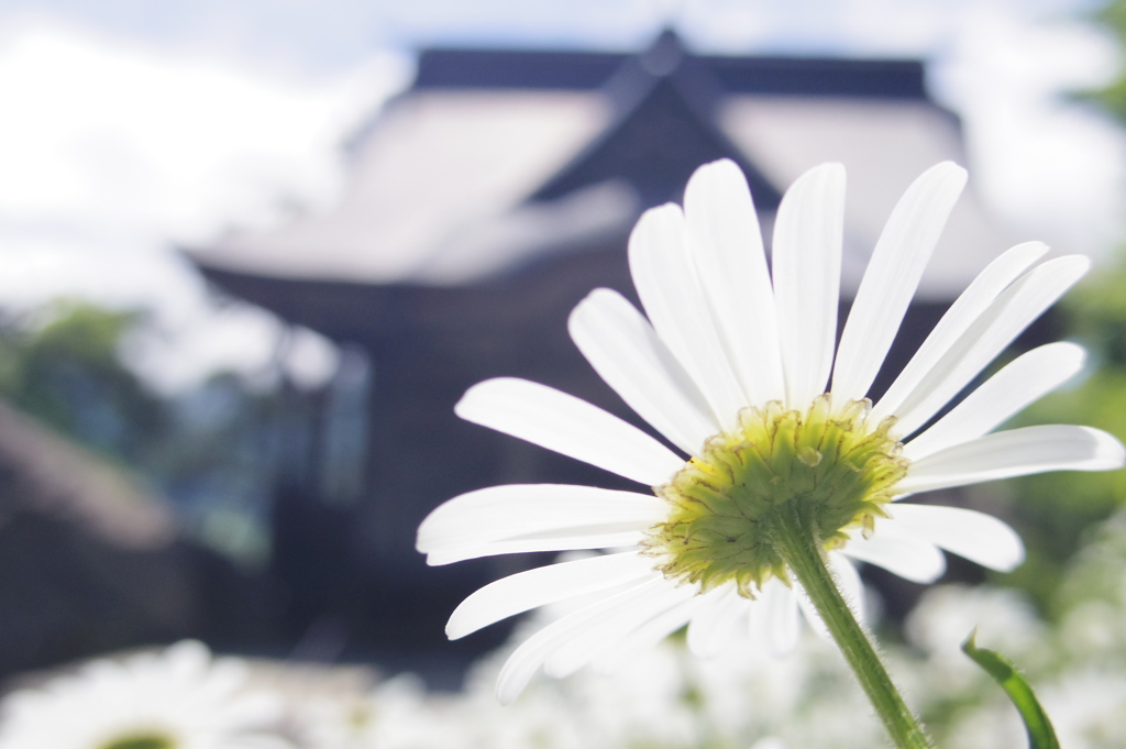 花のお参り