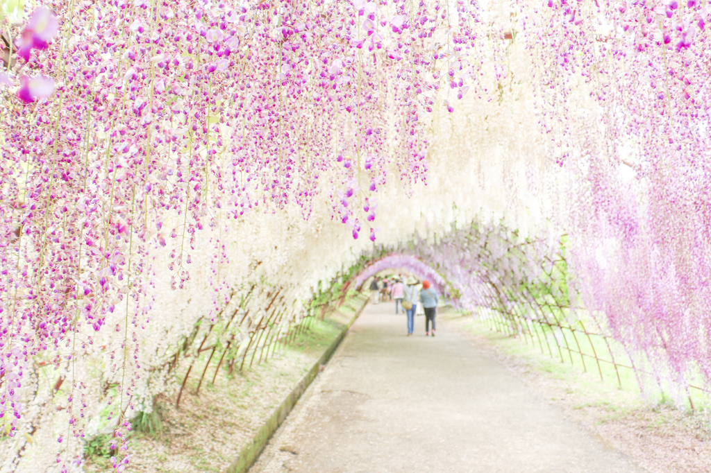春のトンネル