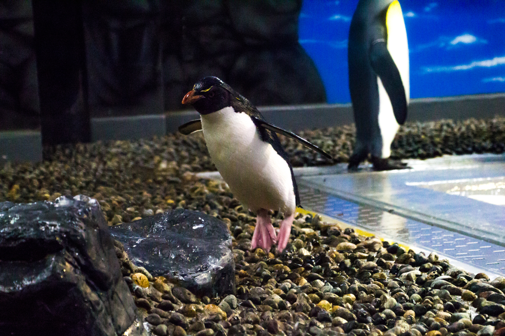 イワトビペンギン岩を飛ぶ