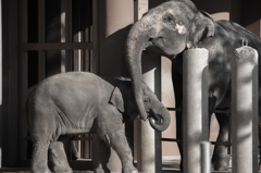 ZOO