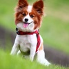 パピヨン×APO 50-500mm F4.5-6.3 DG OS HSM