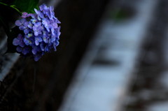 女主役．１