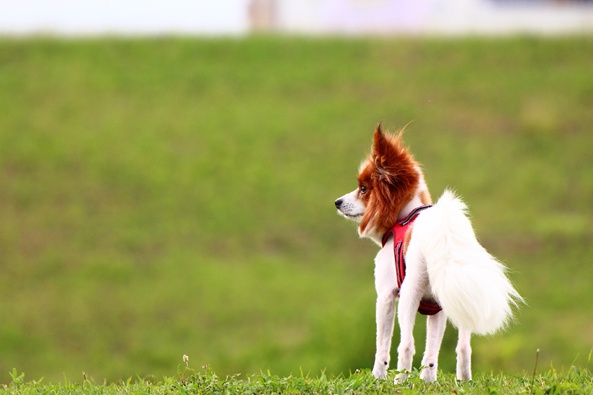 パピヨン×APO 50-500mm F4.5-6.3 DG OS HSM (5)