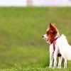 パピヨン×APO 50-500mm F4.5-6.3 DG OS HSM (5)