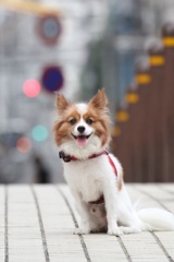 街のパピヨン