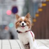 街のパピヨン