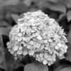 紫陽花