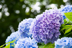 紫陽花～暑い中の目の保養～