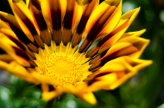 なんの花なのかな？