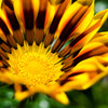 なんの花なのかな？