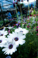 florist